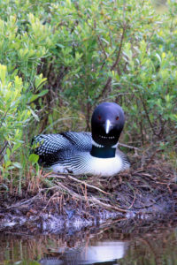 photo of a Loon by Dana Moos