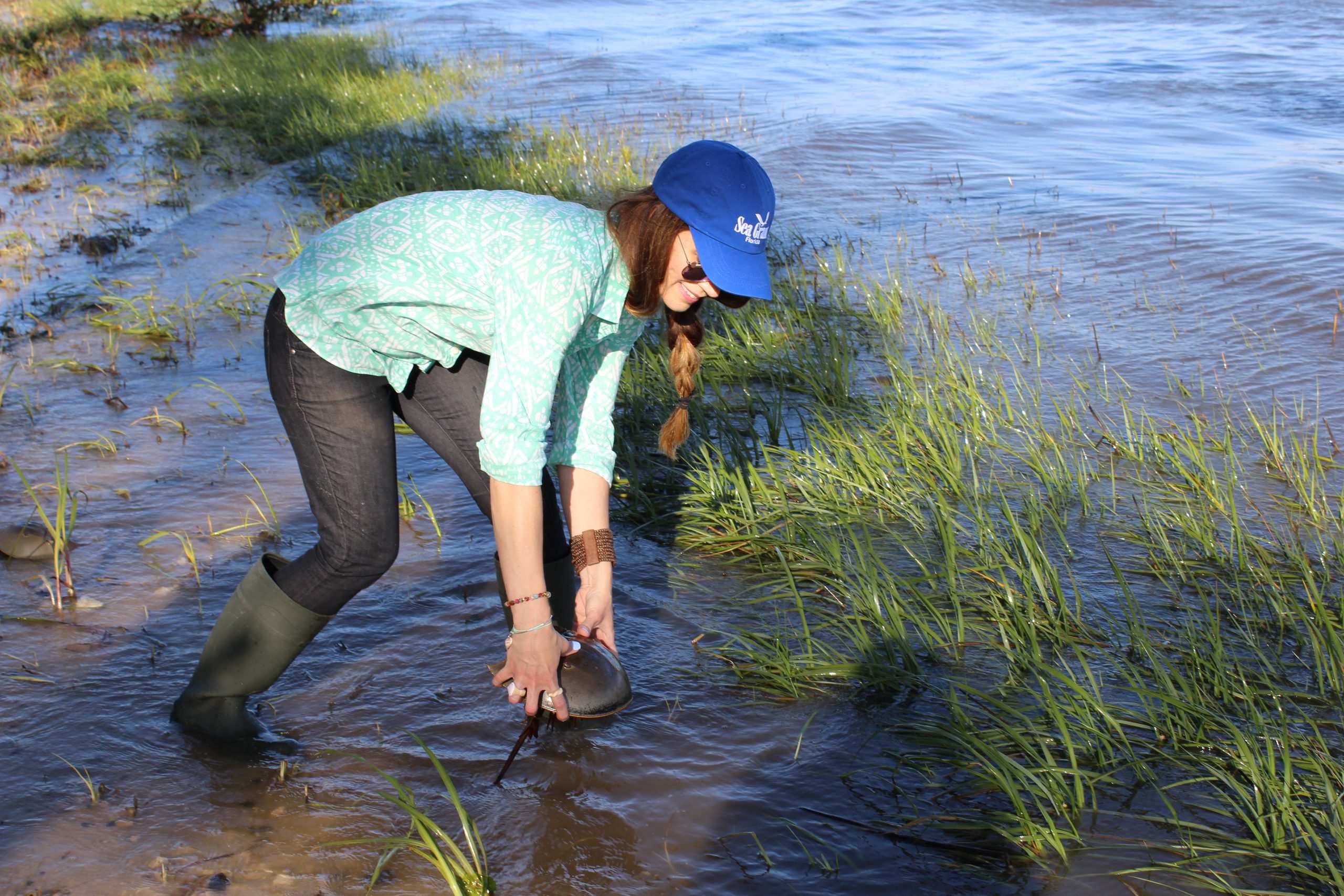 Horseshoe Crab Citizen Science Project Cedar Key photo