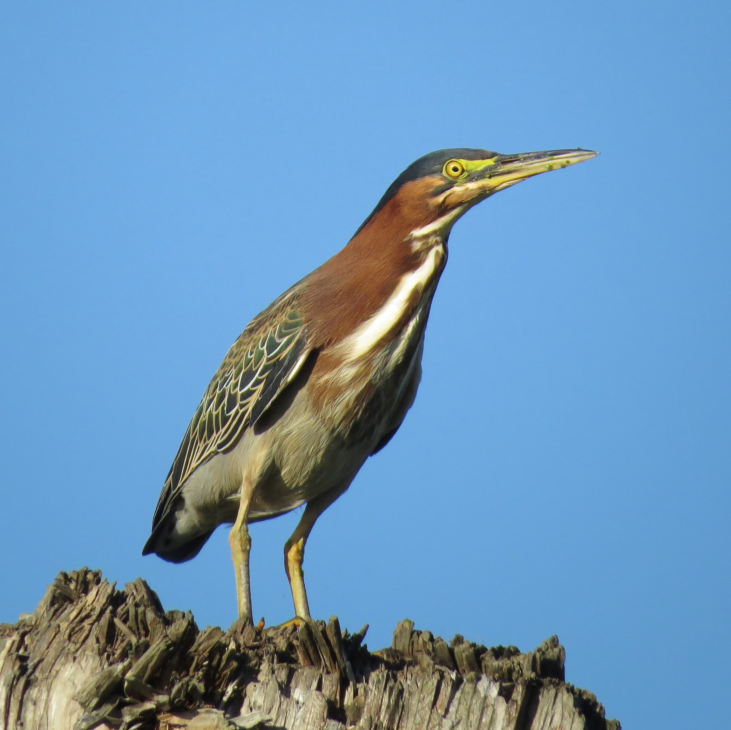 FTT.02 - Fernhill Wetlands - Bird Response to Habitat Restoration at a Wastewater Treatment Facility 