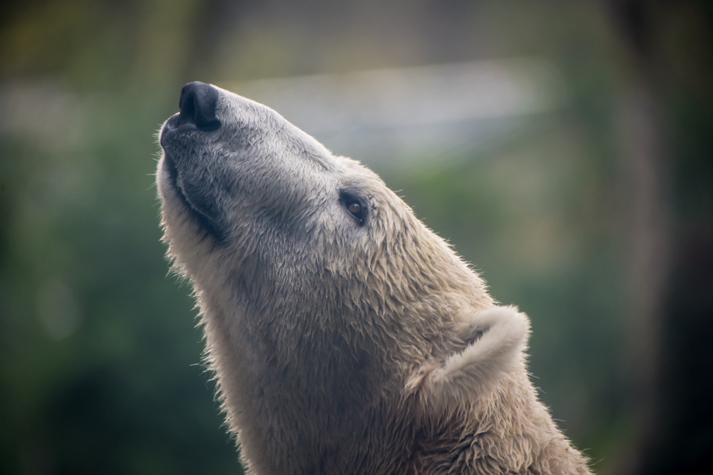 FTT.01 - Oregon Zoo Self-Guided Tour
